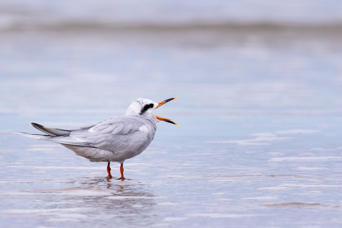 Snowy-crowned Tern - Marco Fidalgo