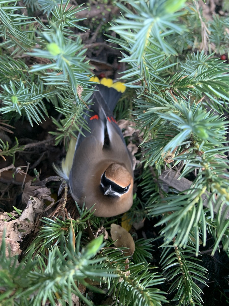 Cedar Waxwing - ML431038961