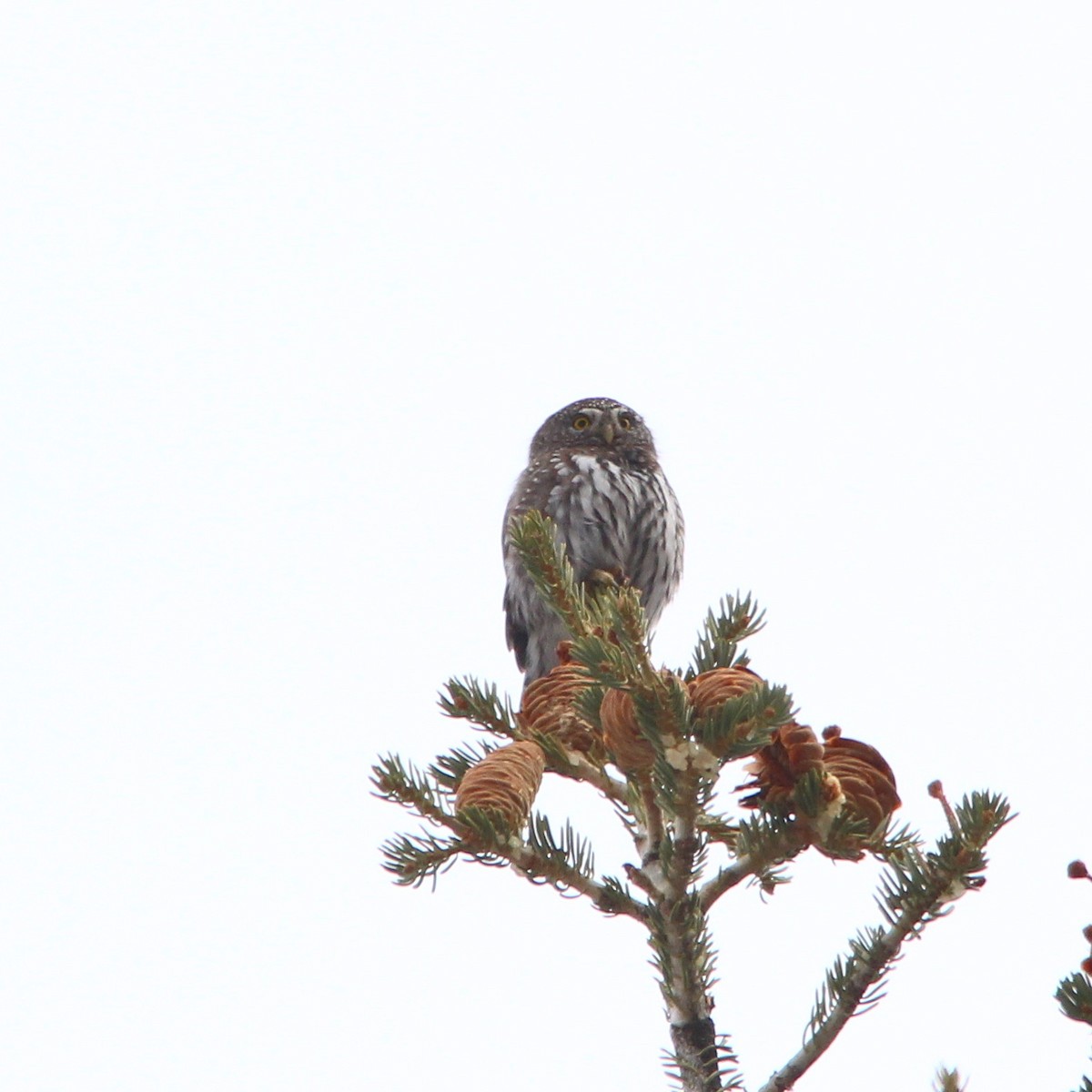 Northern Pygmy-Owl - ML43103901