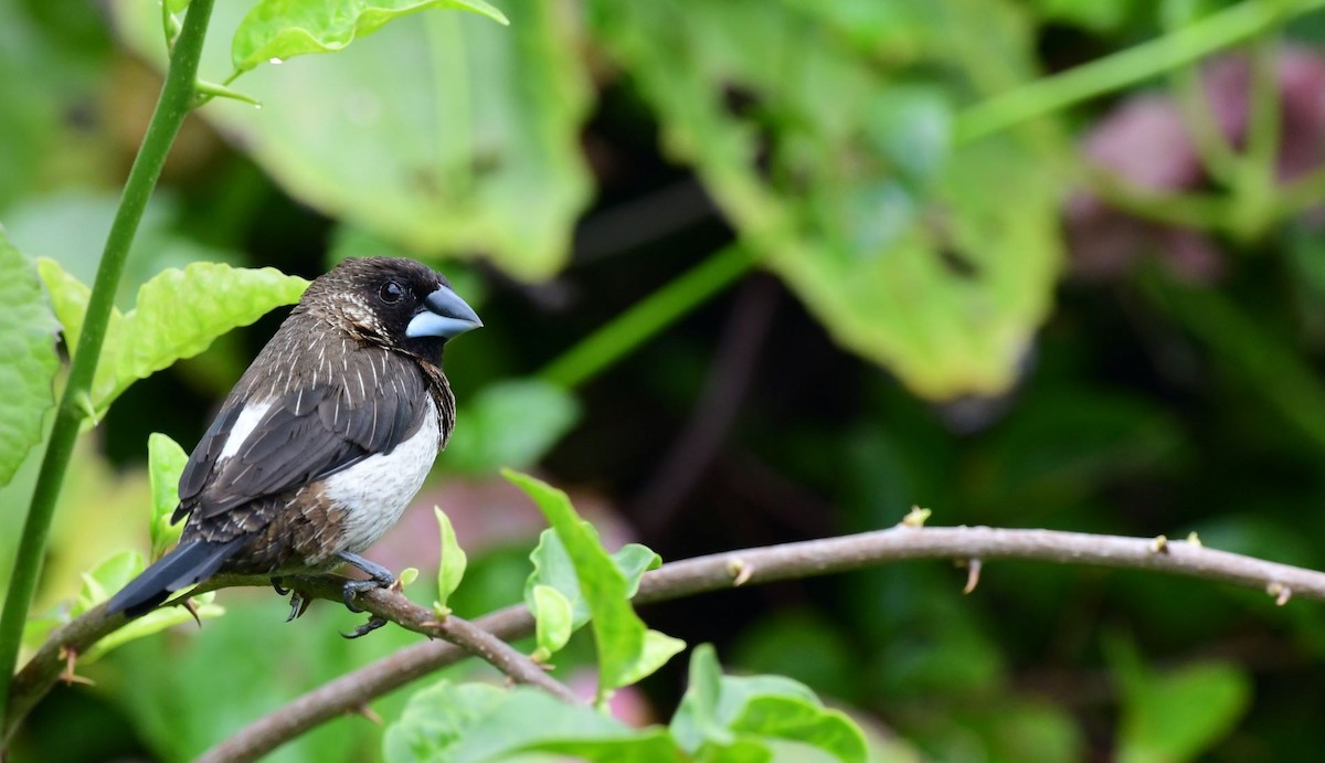 White-rumped Munia - ML431039041