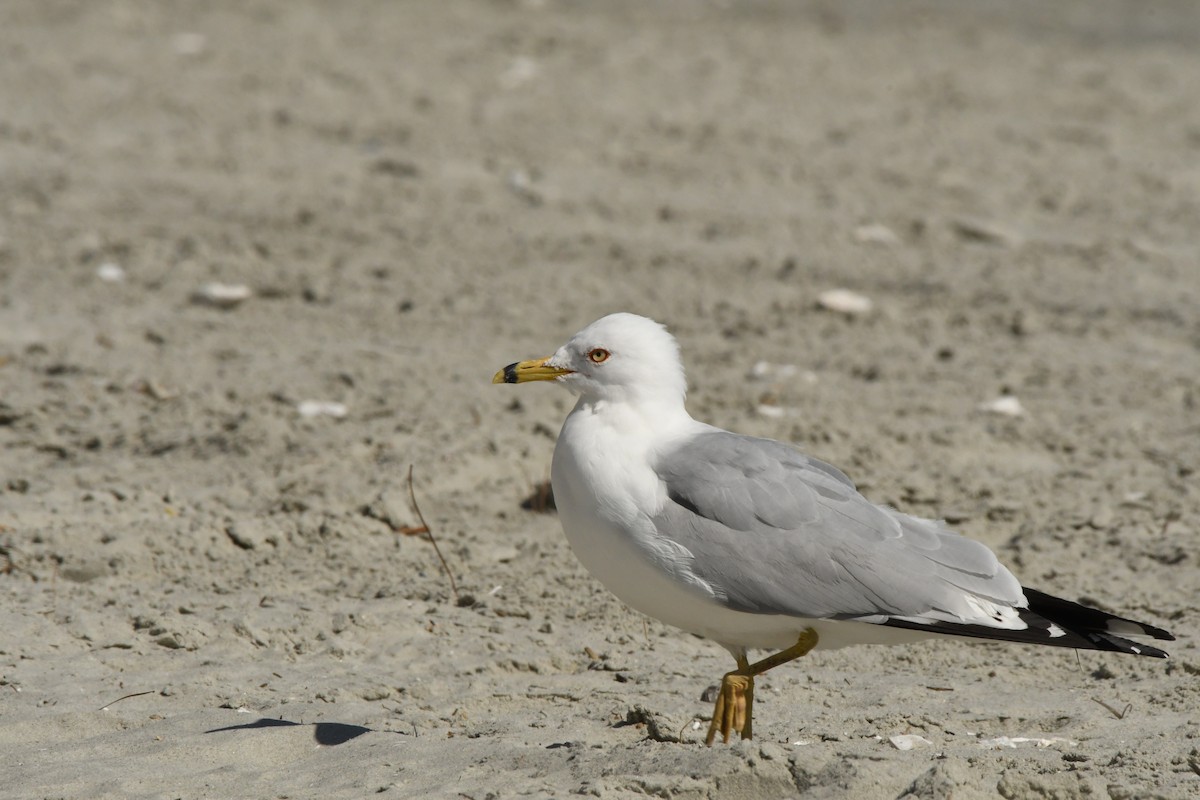 Ring-billed Gull - ML431040241
