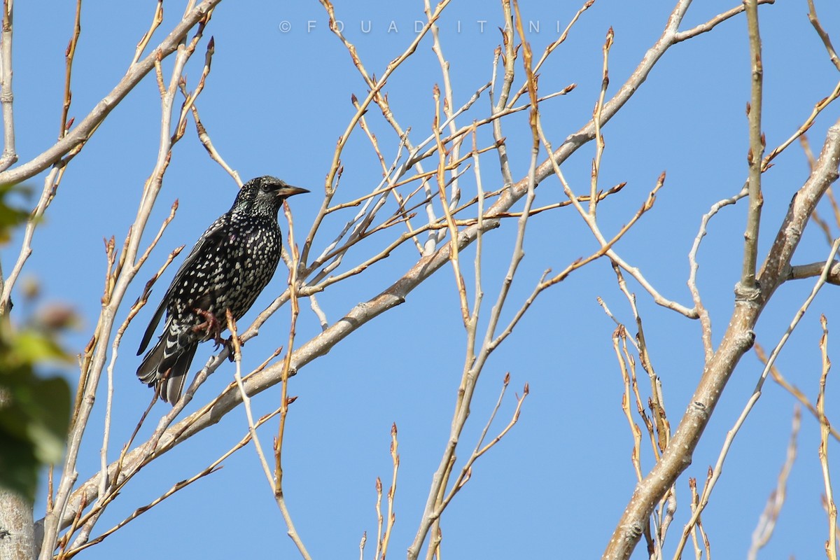 European Starling - ML431040341