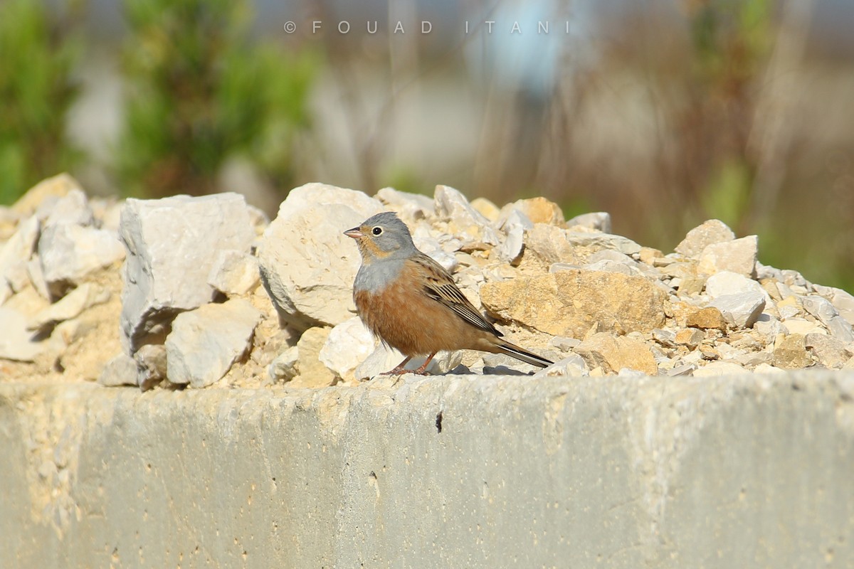 Cretzschmar's Bunting - ML431040371