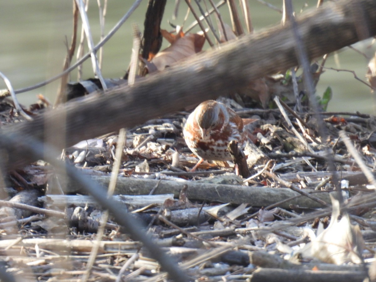 Fox Sparrow - ML431040821