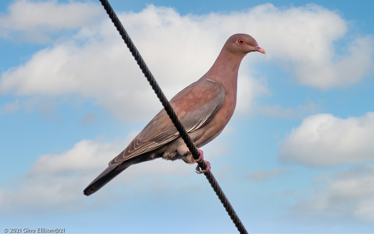 Pigeon à bec rouge - ML431043171