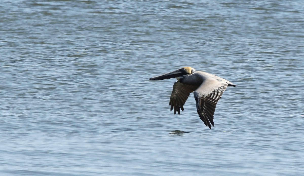 Brown Pelican - ML431043241