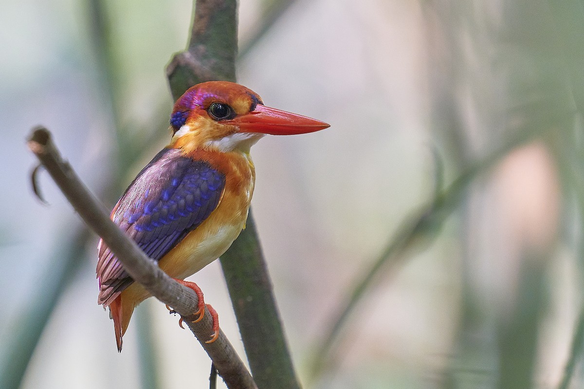 Black-backed Dwarf-Kingfisher - ML431043571