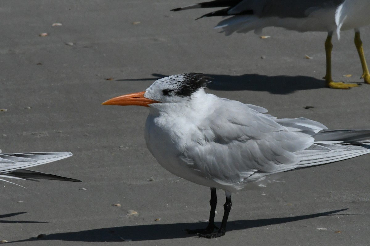 Royal Tern - ML431044191