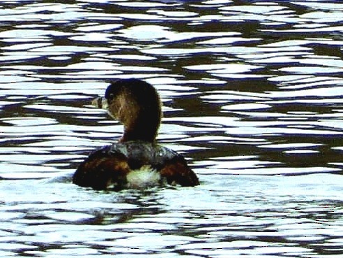 Pied-billed Grebe - ML431045611