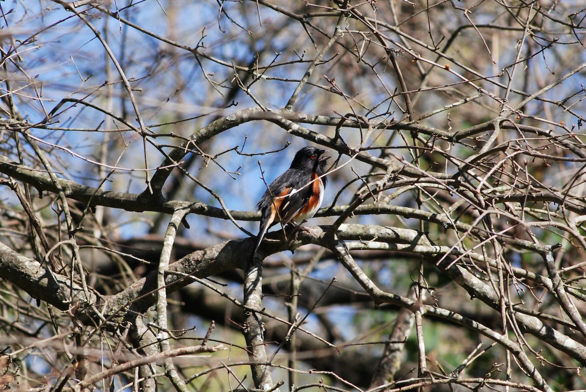 Eastern Towhee - ML431045721