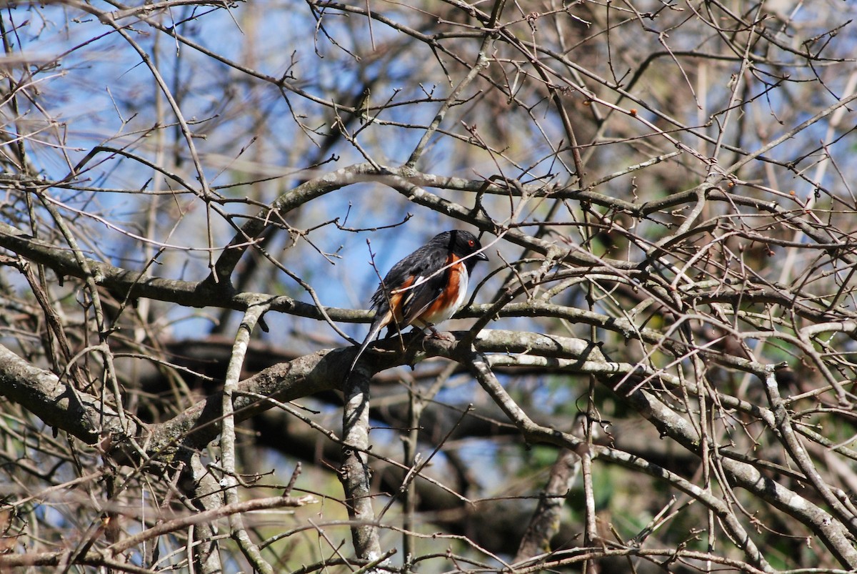 Eastern Towhee - Nathaniel Blackford