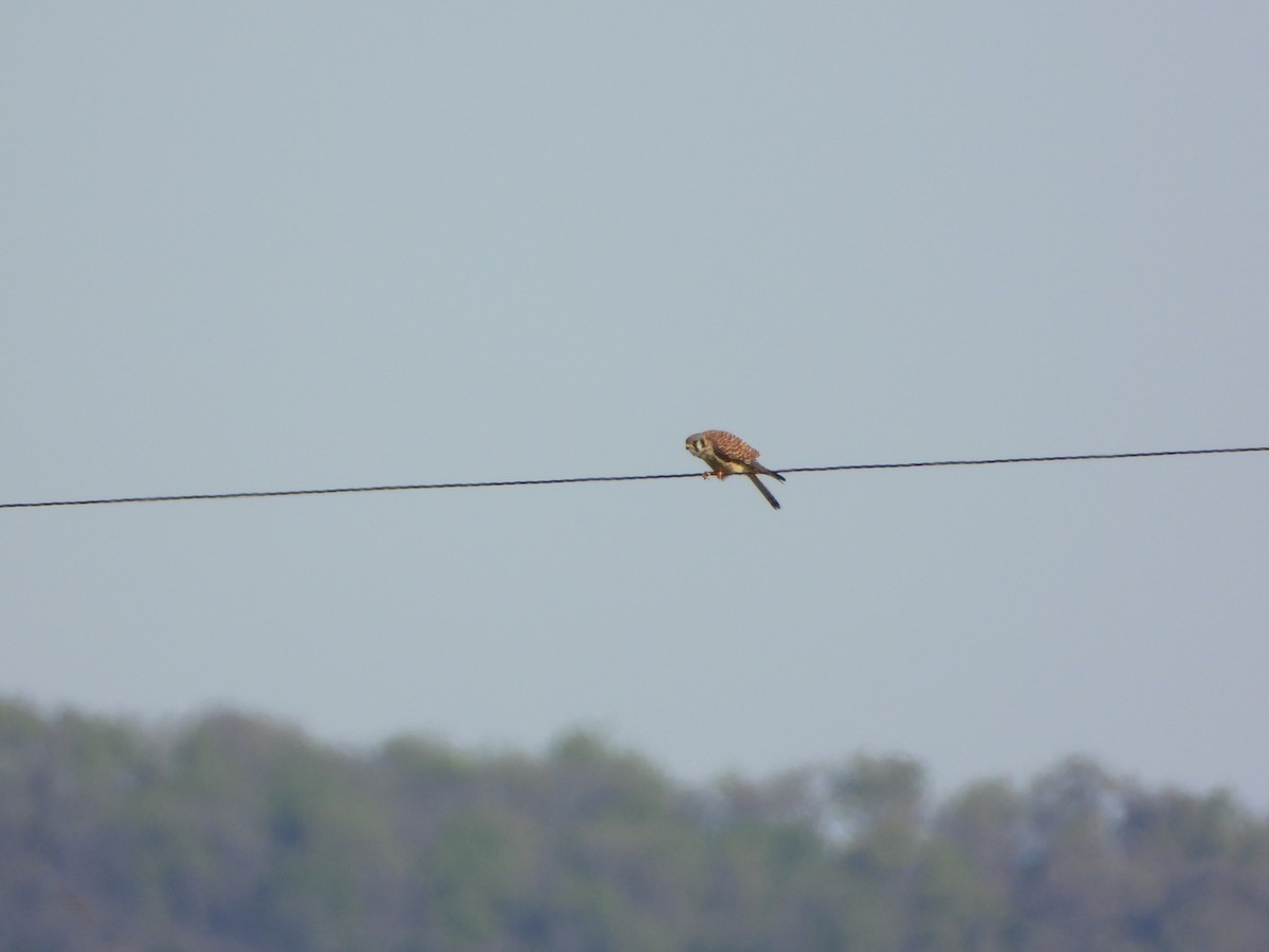 American Kestrel - ML431046191
