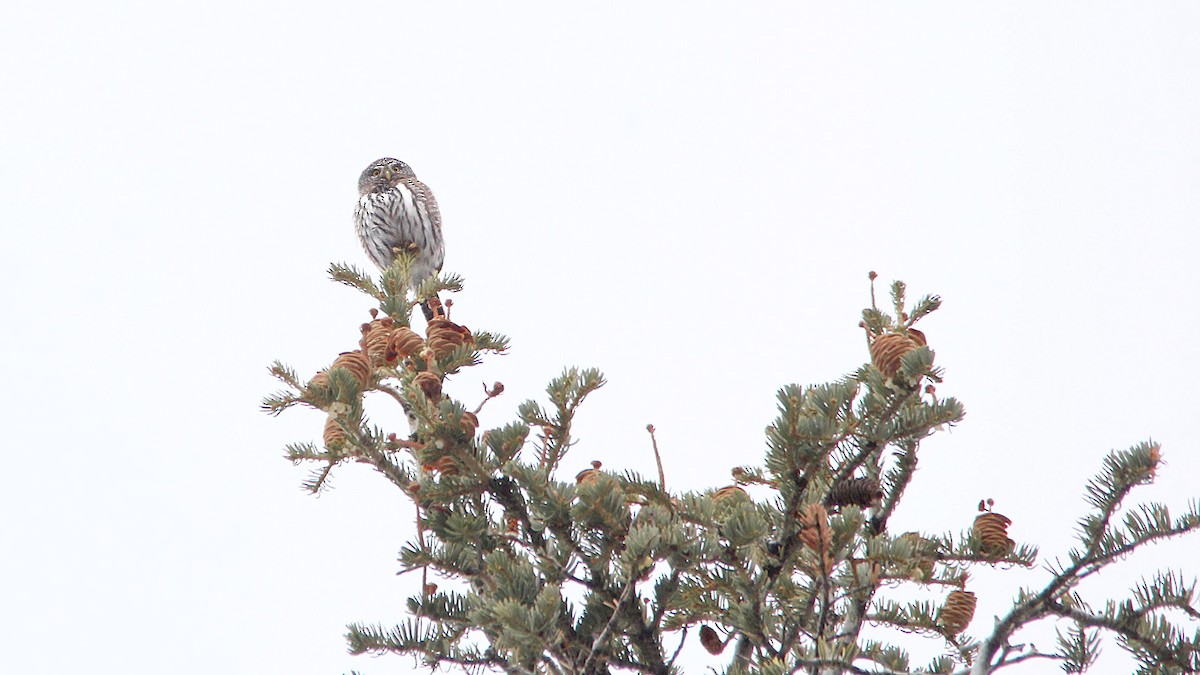 Northern Pygmy-Owl - ML43104651