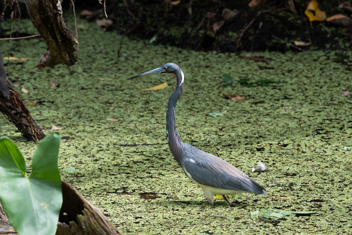 Tricolored Heron - T I