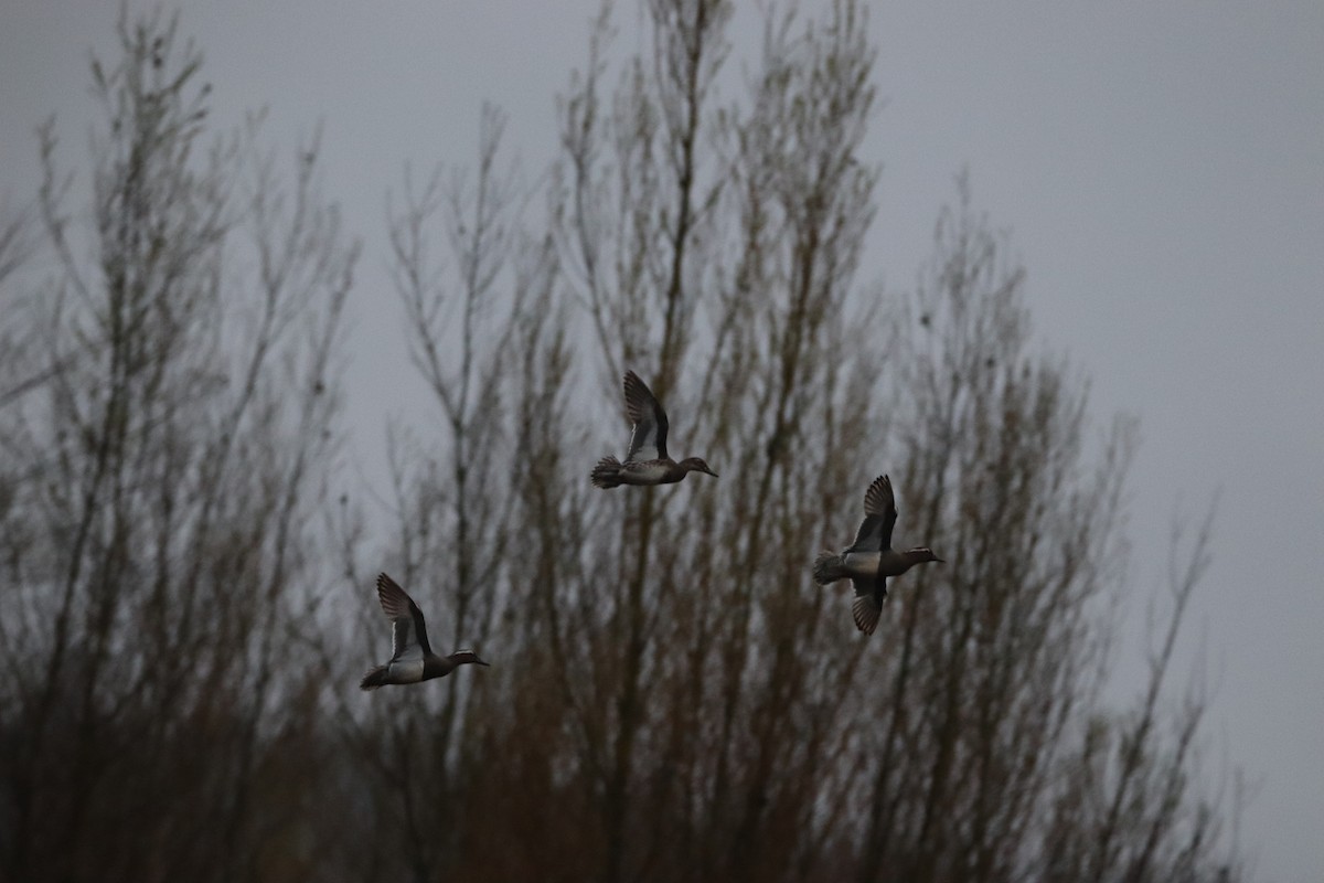 Garganey - Joaquin Lopez