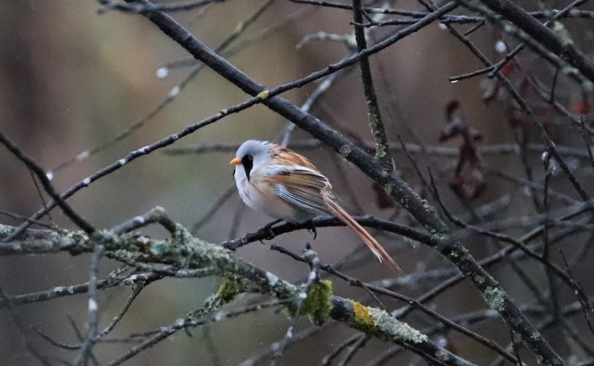 Bearded Reedling - ML431047911