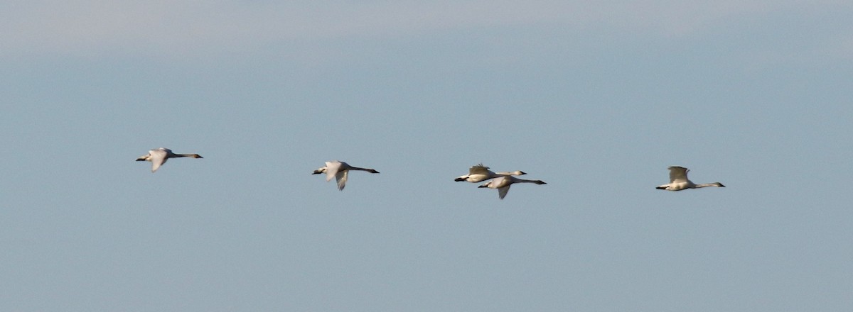 Tundra Swan - Jim Tietz