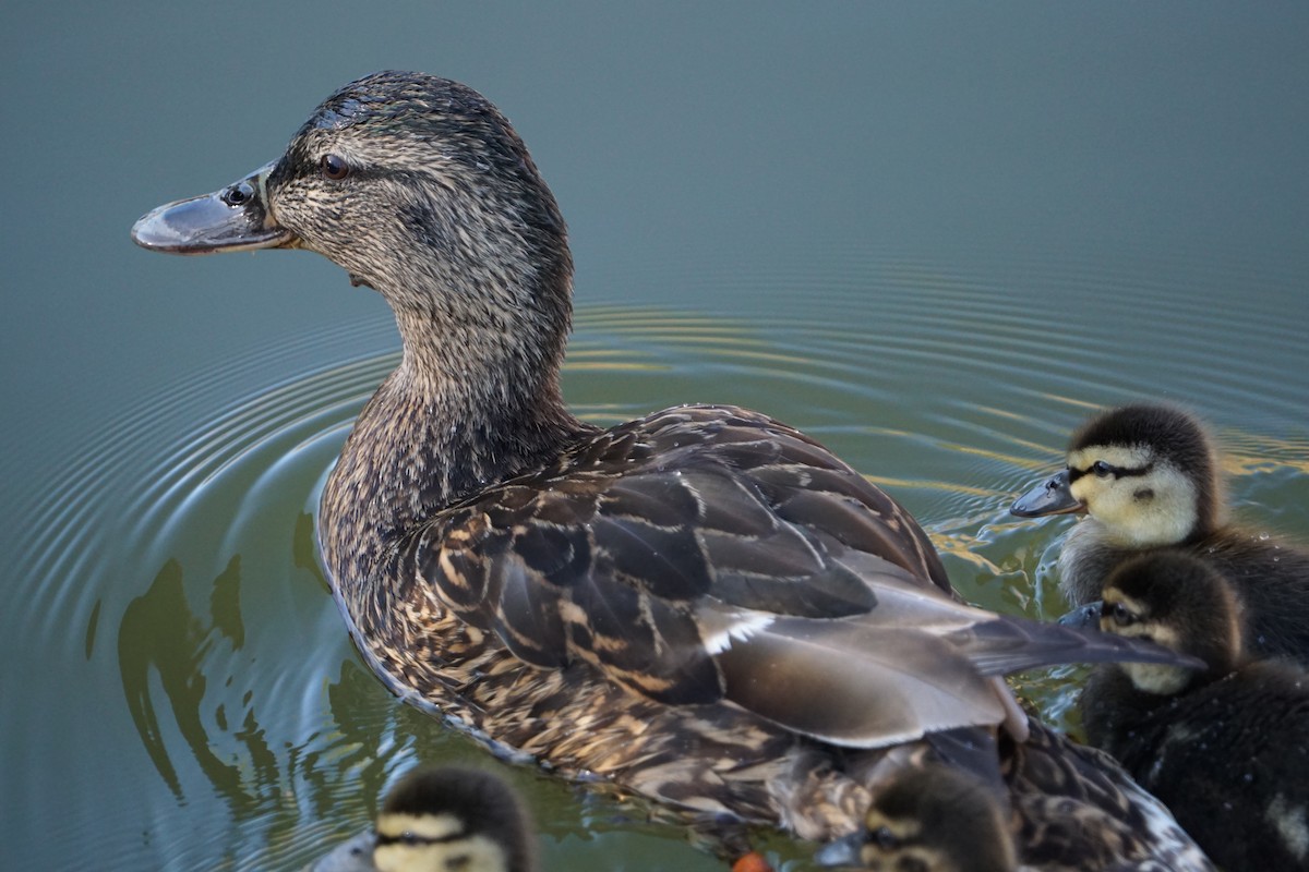 Mallard - Tom Stadtmüller