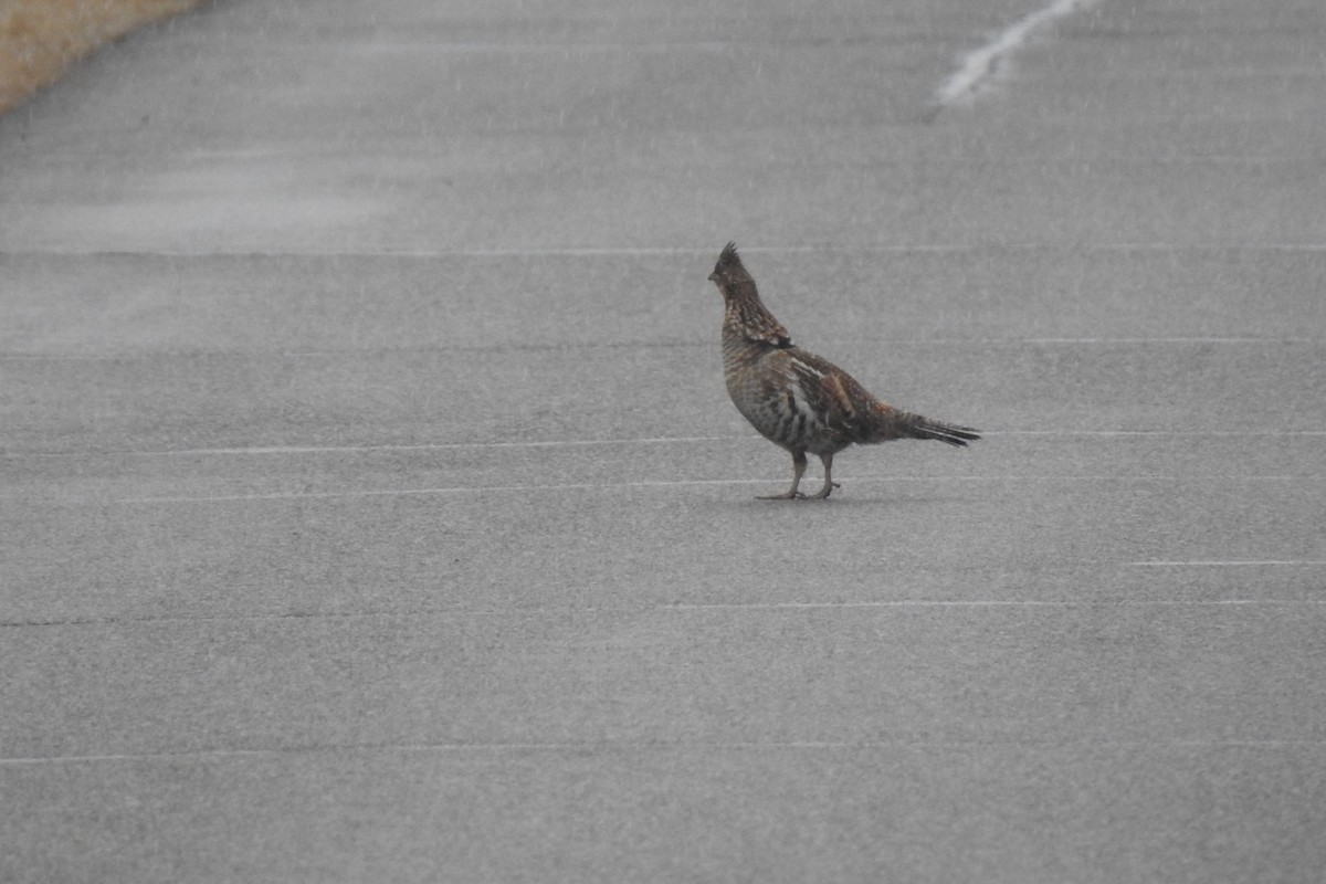 Ruffed Grouse - ML431050491