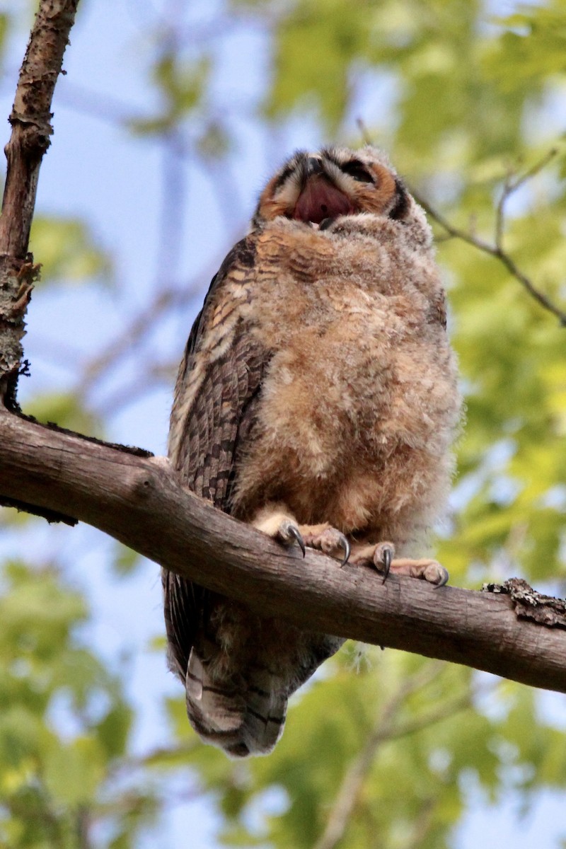 Great Horned Owl - Anonymous