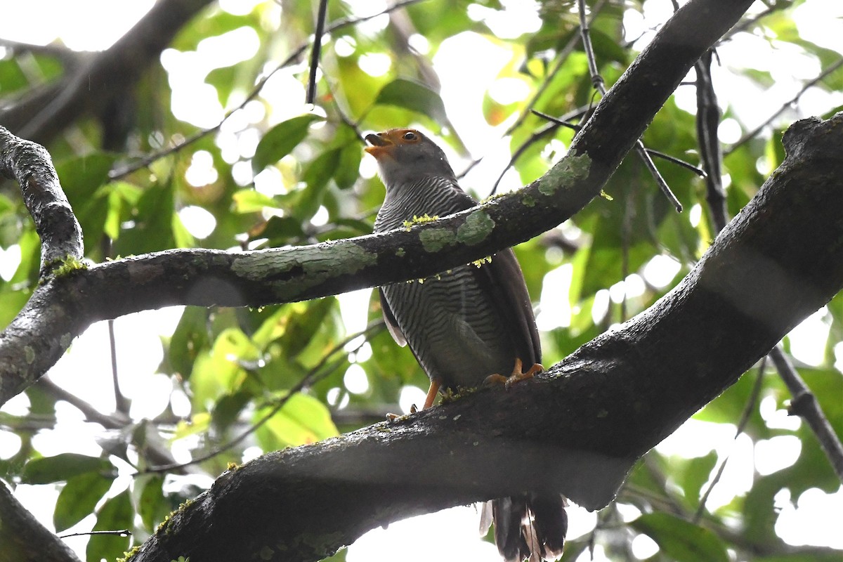 Barred Forest-Falcon - ML431051791