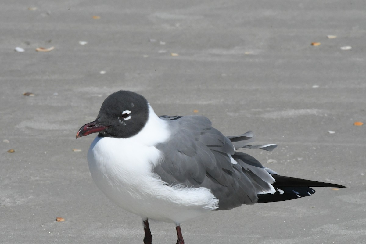 Laughing Gull - ML431051951