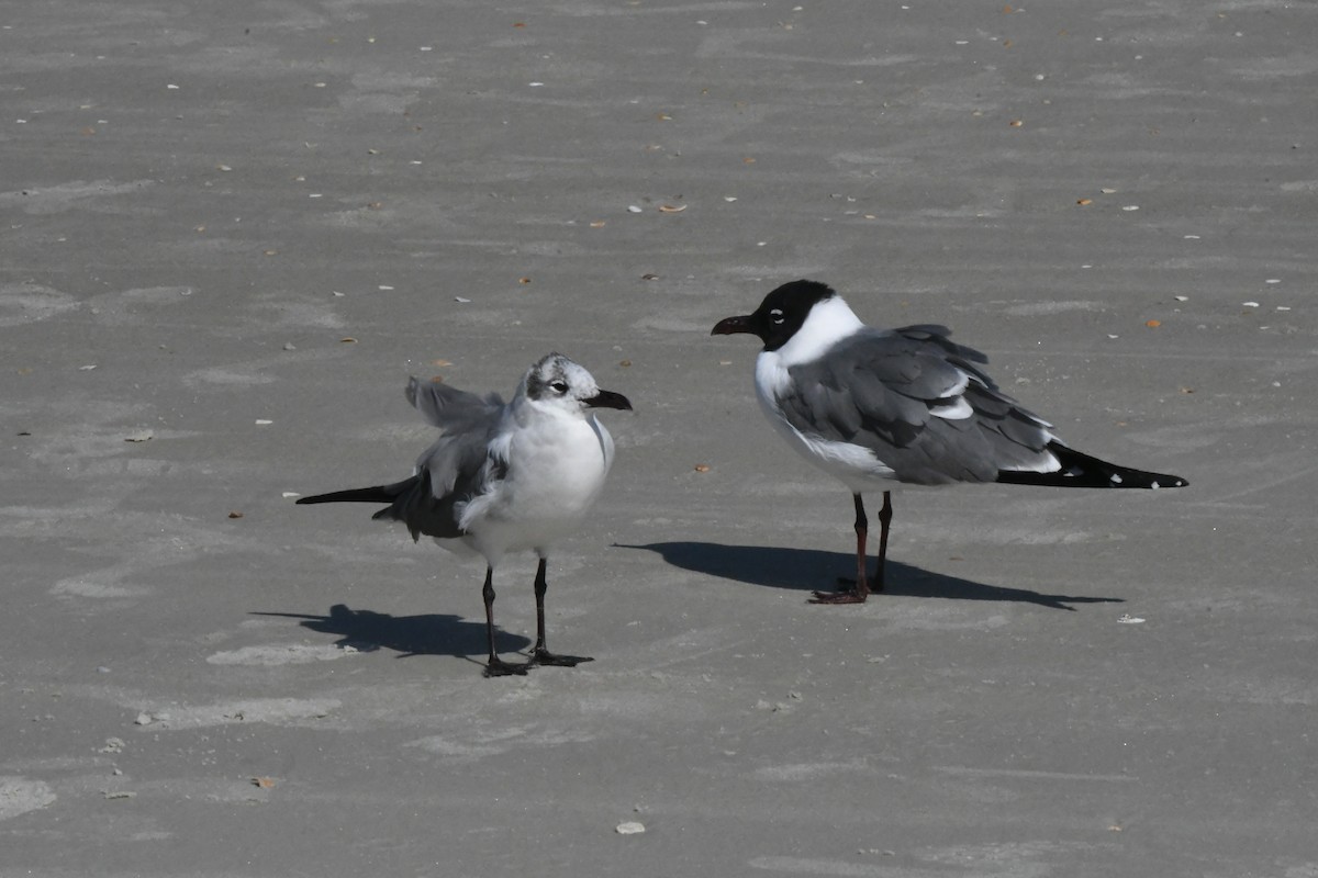 Laughing Gull - ML431052361