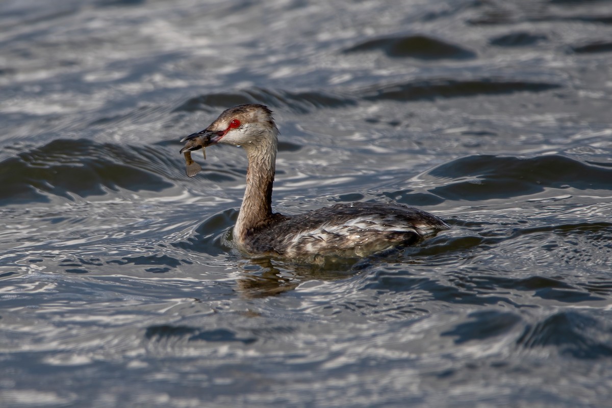 Horned Grebe - ML431052571