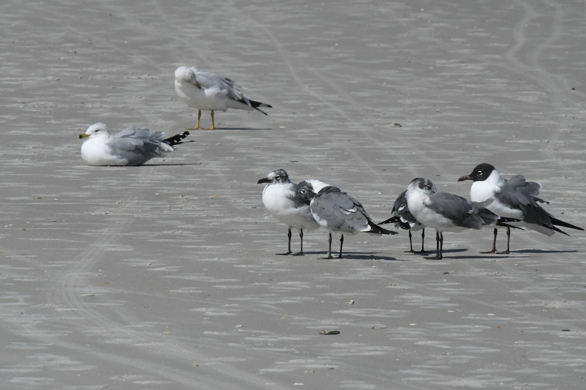 Laughing Gull - ML431052651