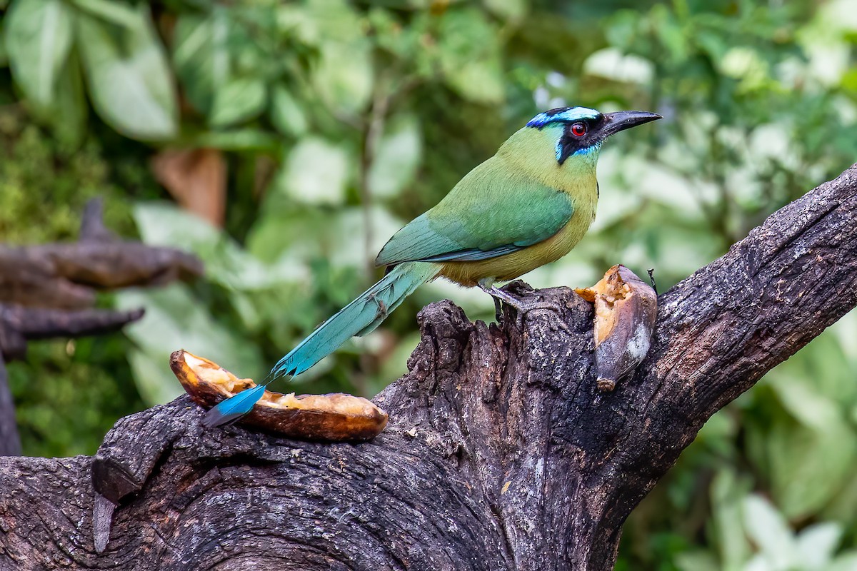 Whooping Motmot (argenticinctus) - ML431053331