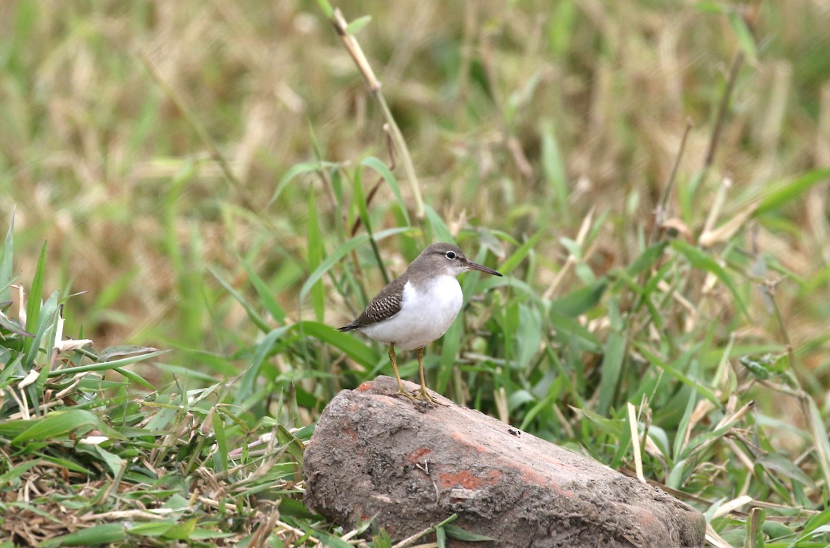 Spotted Sandpiper - Clyde Blum