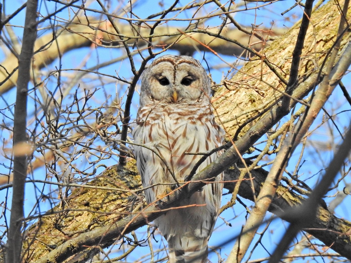 Barred Owl - Jeff Goff
