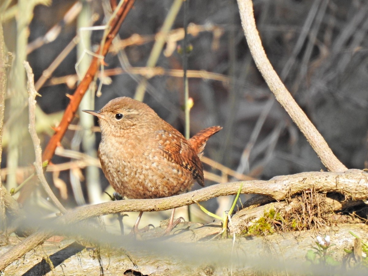 Winter Wren - Jeff Goff