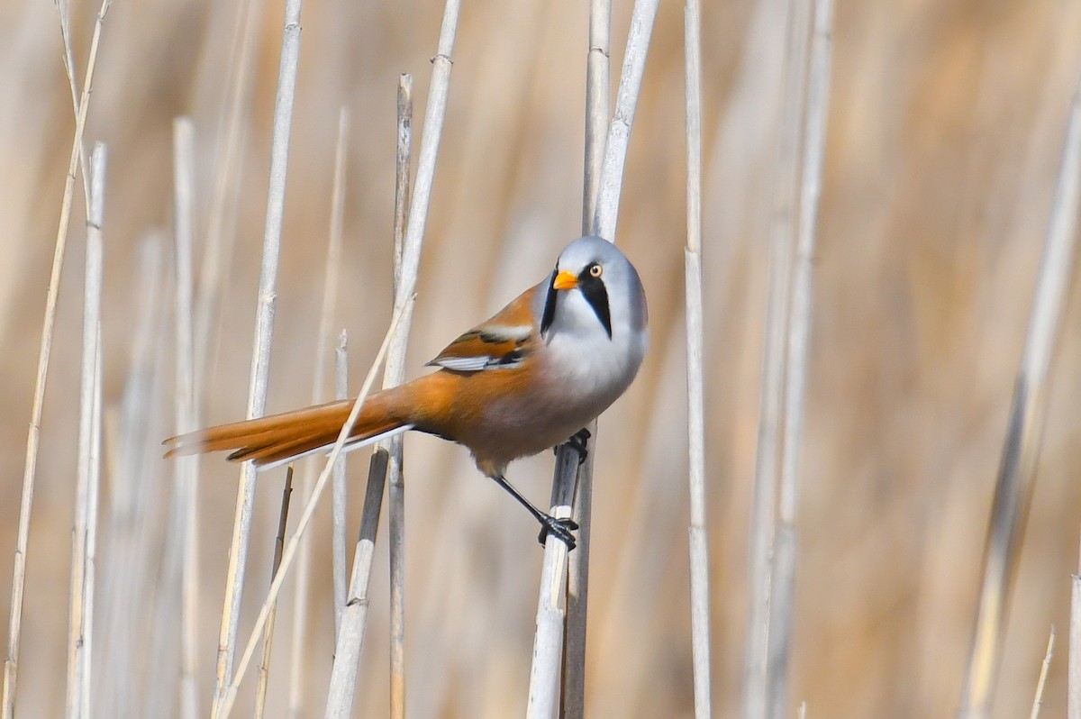 Bearded Reedling - Çağan Abbasoğlu