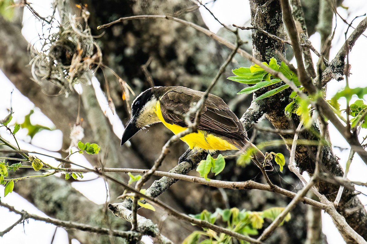 Boat-billed Flycatcher - ML431055231