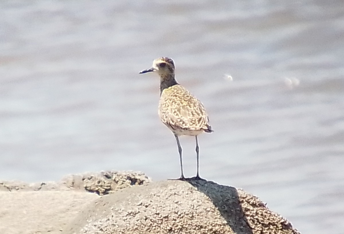 Pacific Golden-Plover - Pat O'Donnell