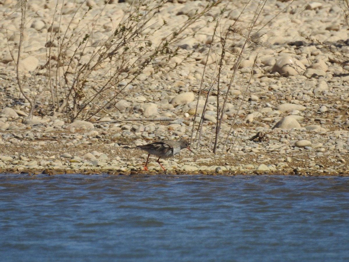 Common Redshank - ML431055651