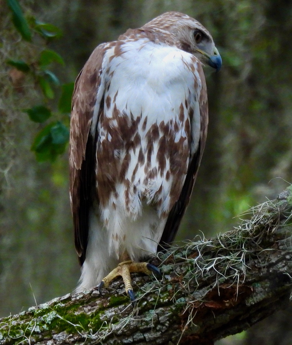 Red-tailed Hawk - ML431055681