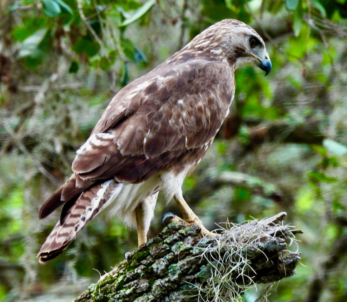 Red-tailed Hawk - ML431055701