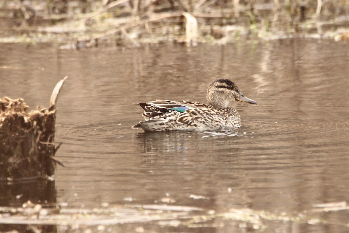 Чирок-свистунок - ML431056661