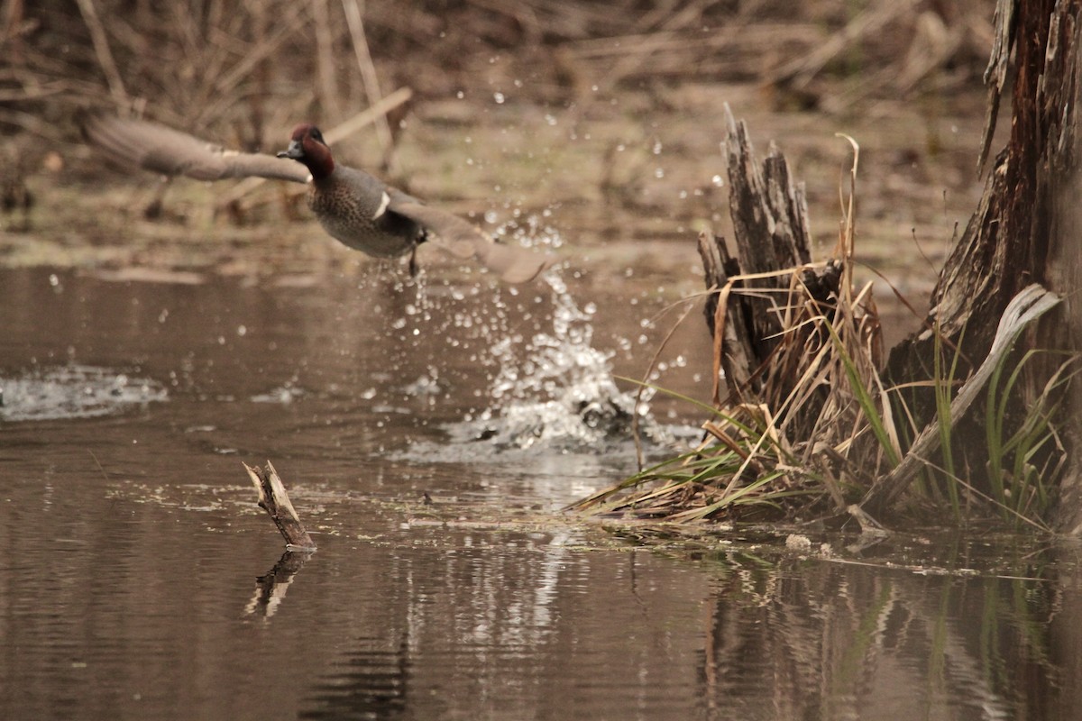 Чирок-свистунок - ML431056721