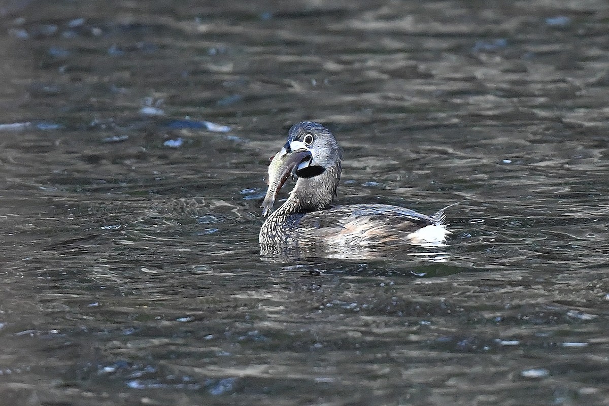 Pied-billed Grebe - ML431056971