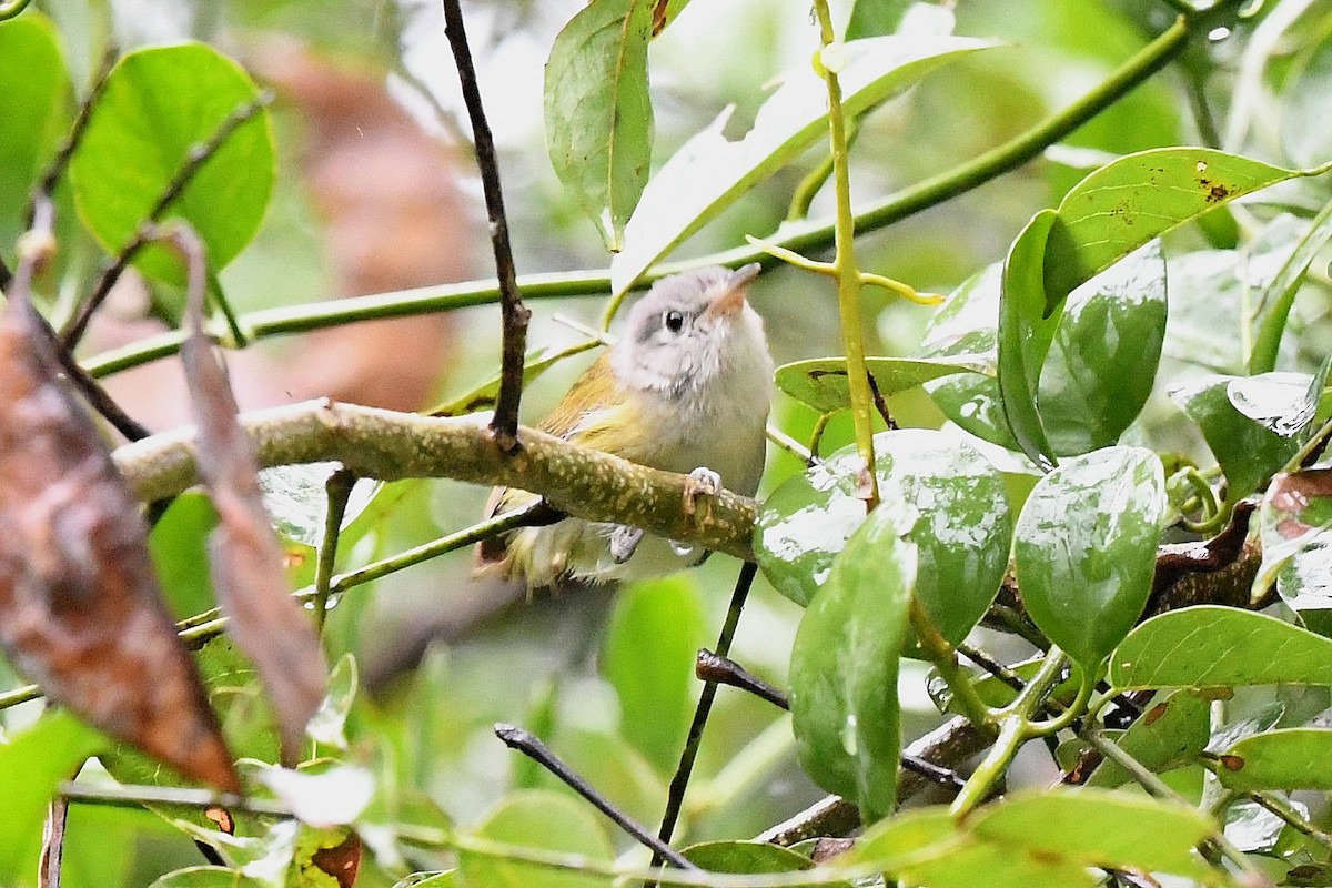 Graukappenvireo (decurtata/darienensis) - ML431057081