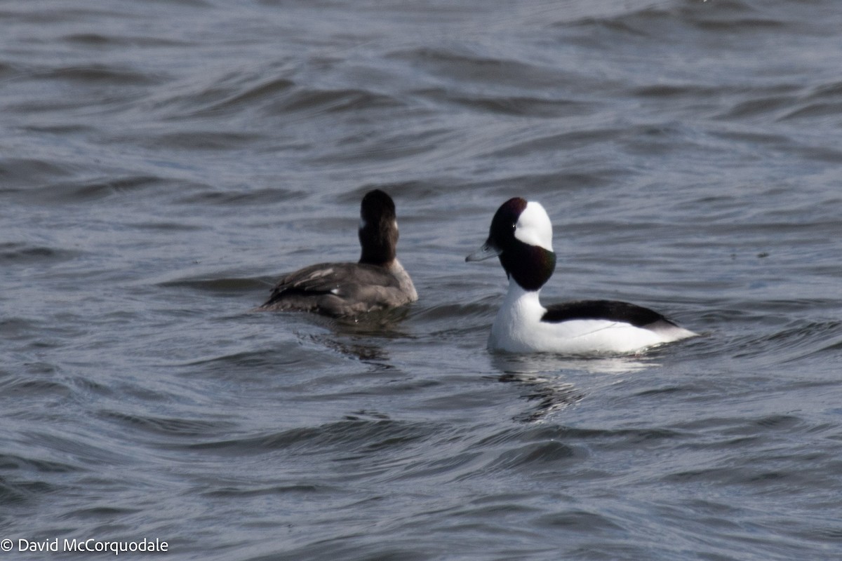 Bufflehead - David McCorquodale