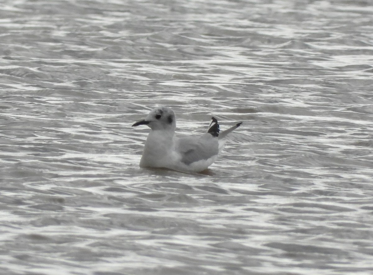 Mouette de Bonaparte - ML431061551