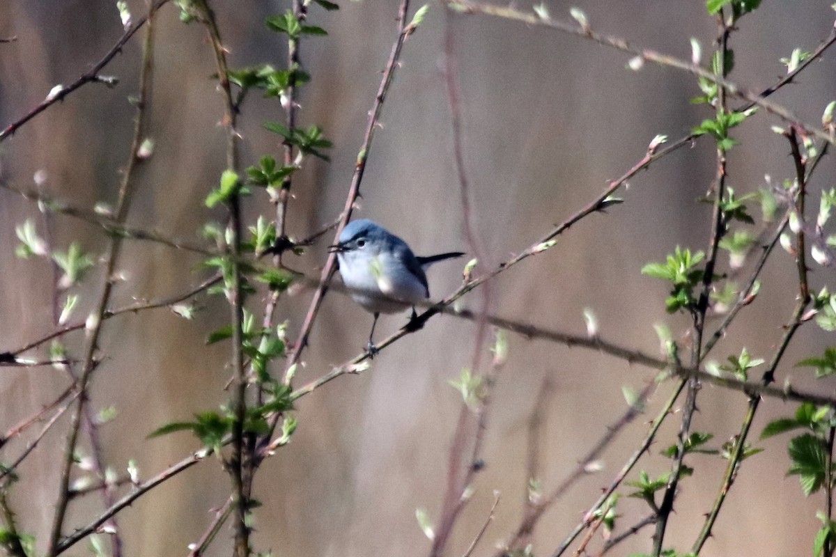 Blue-gray Gnatcatcher - ML431062091