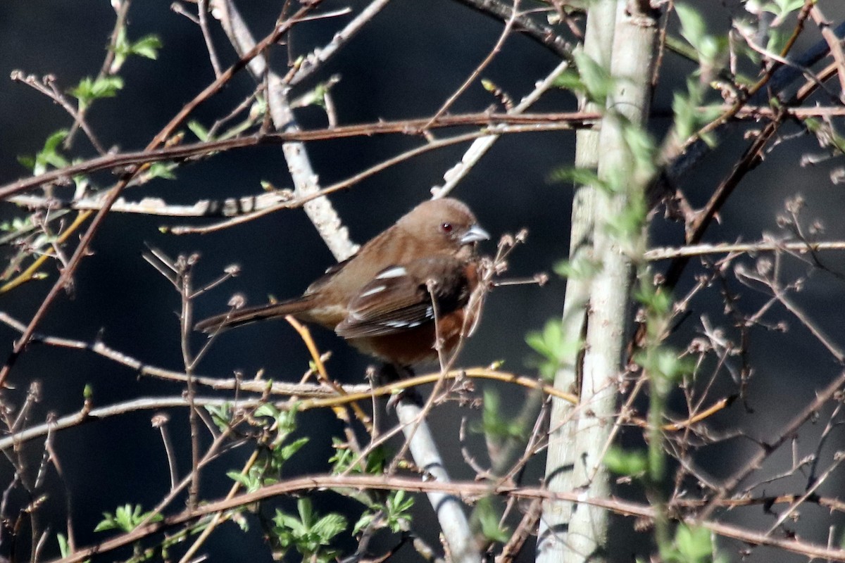 Eastern Towhee - ML431062251