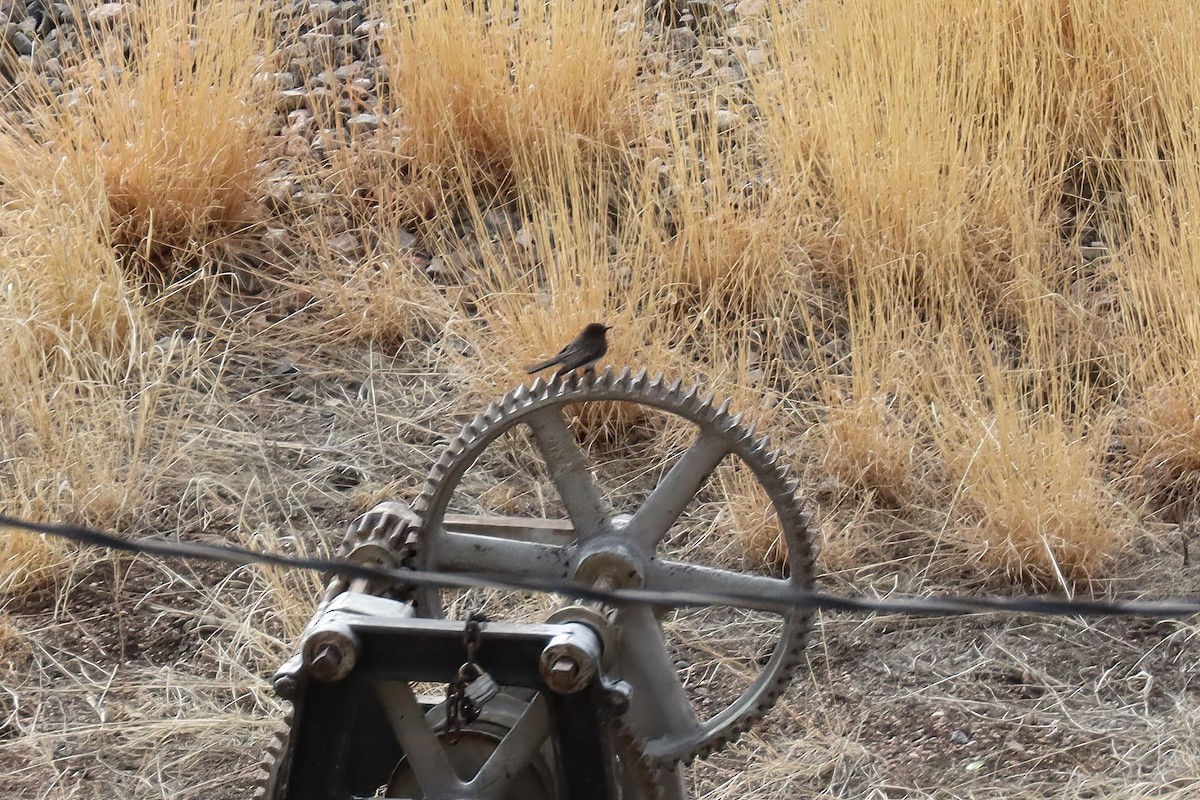 Black Phoebe - ML431063241