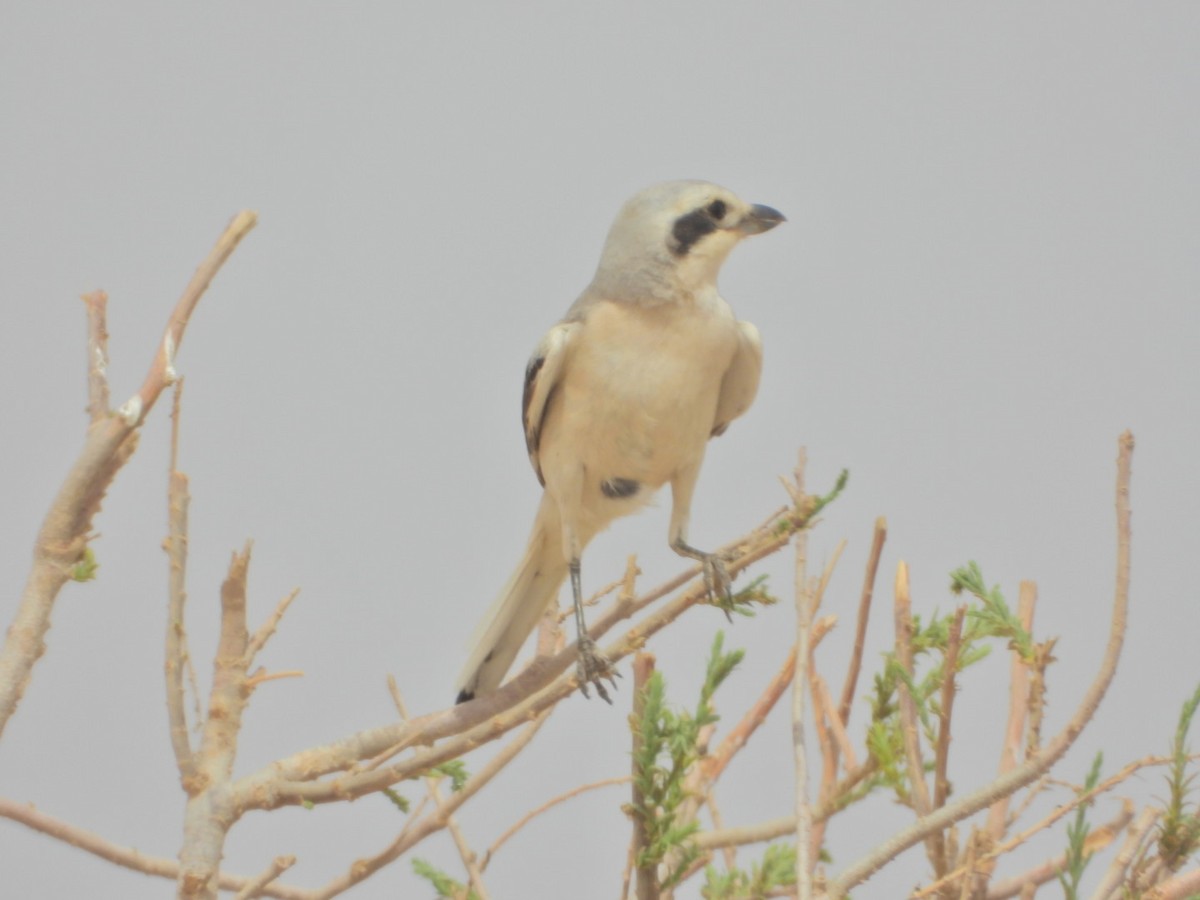 Great Gray Shrike - ML431064231