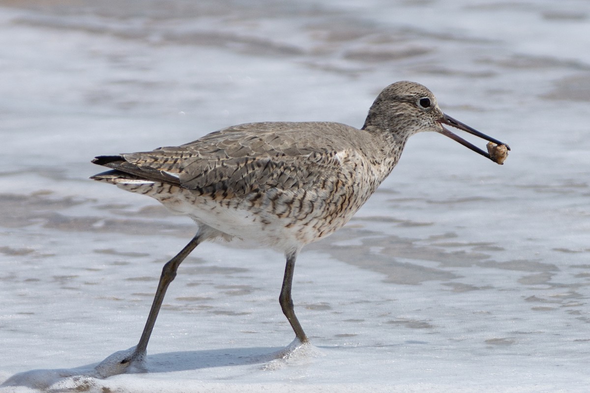 Willet - ML431064791